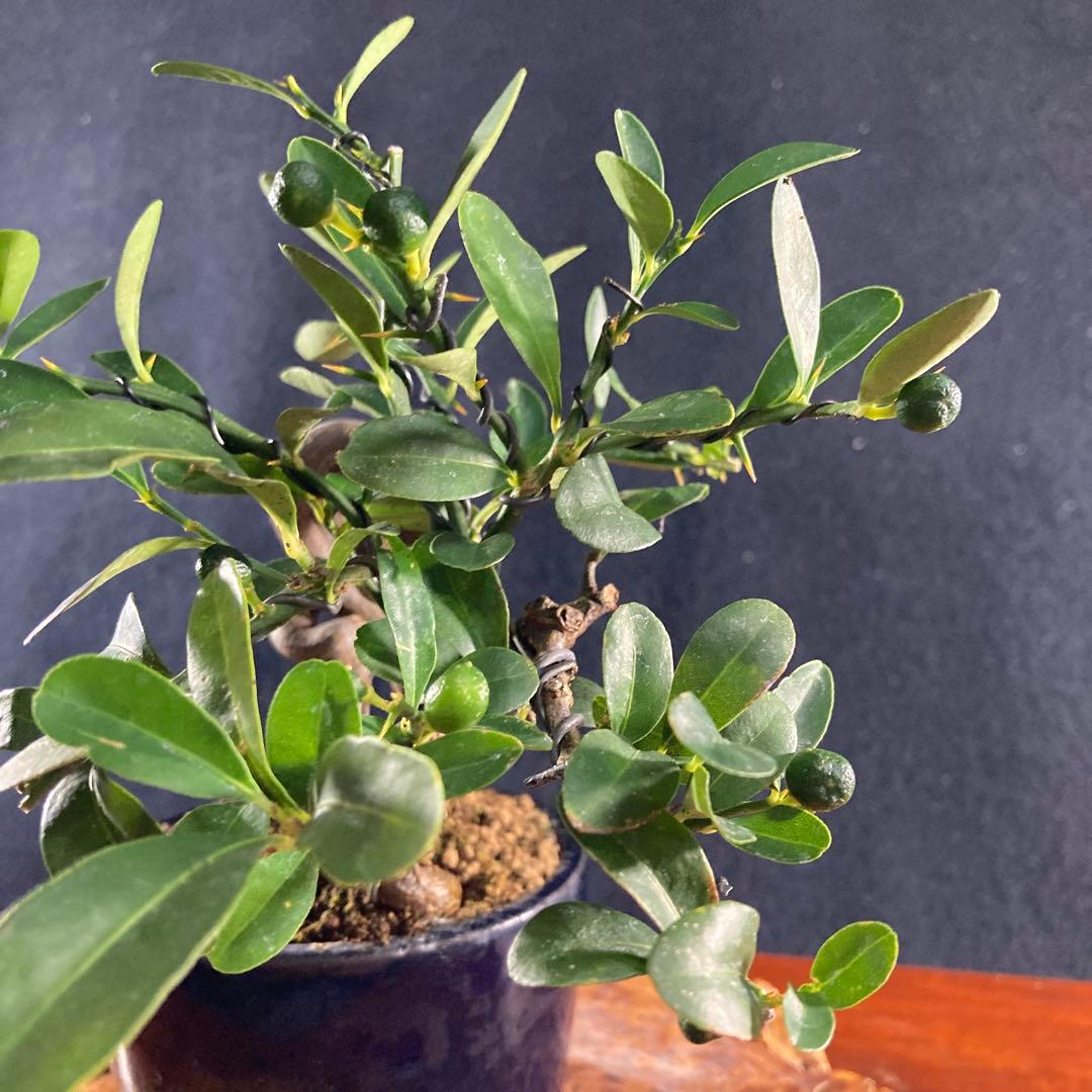 小品盆栽、金子(キンズ)根上り、懸崖、実付き 目立った傷汚れなし