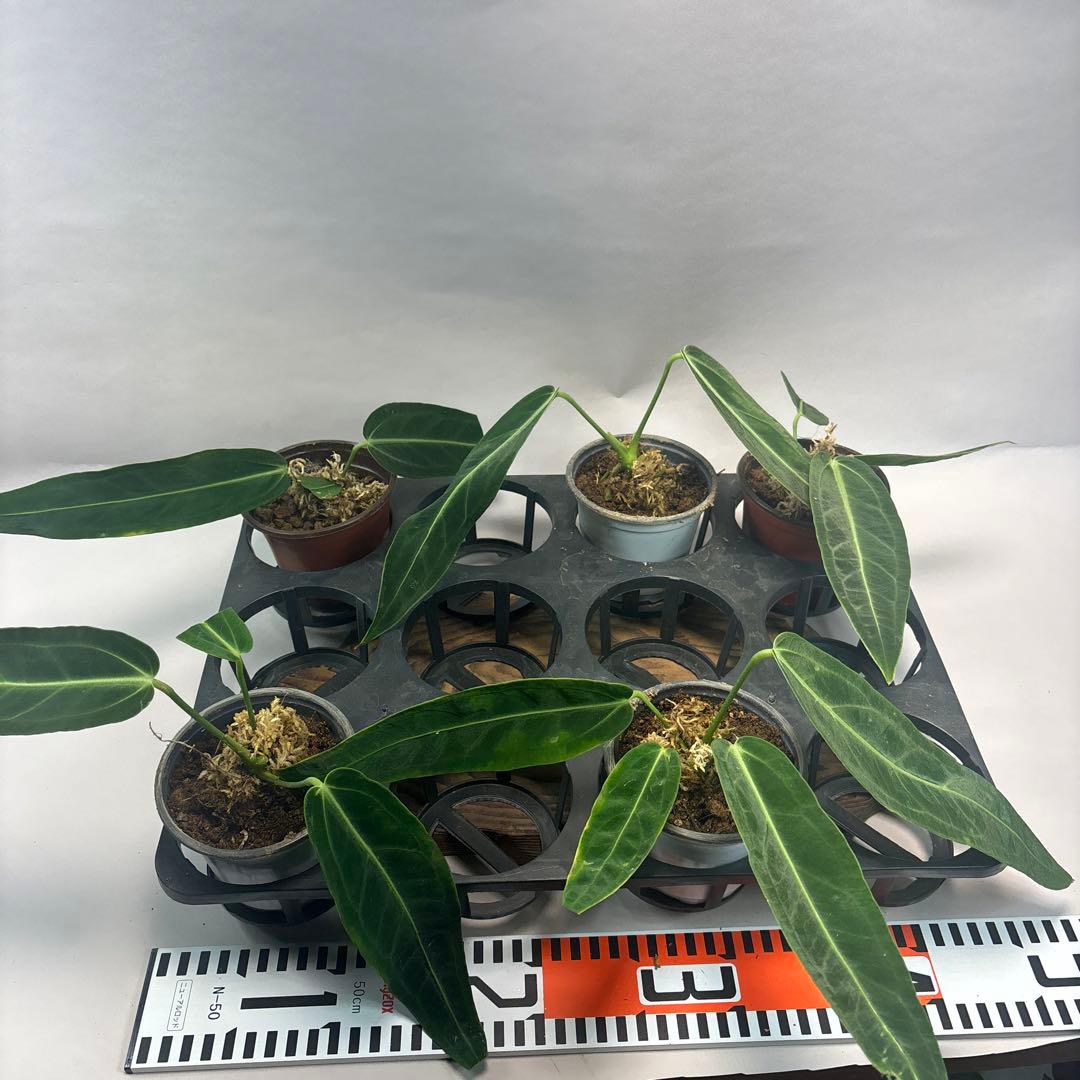 ま*あ様 5株セットms89アンスリウム・ワロクアナム