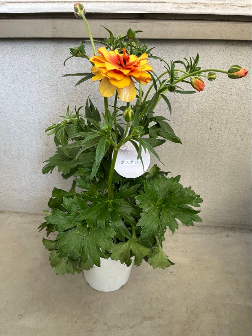 ラナンキュラスラックス 廃盤 イーシス ポスポロス 開花鉢 5号 ラベル