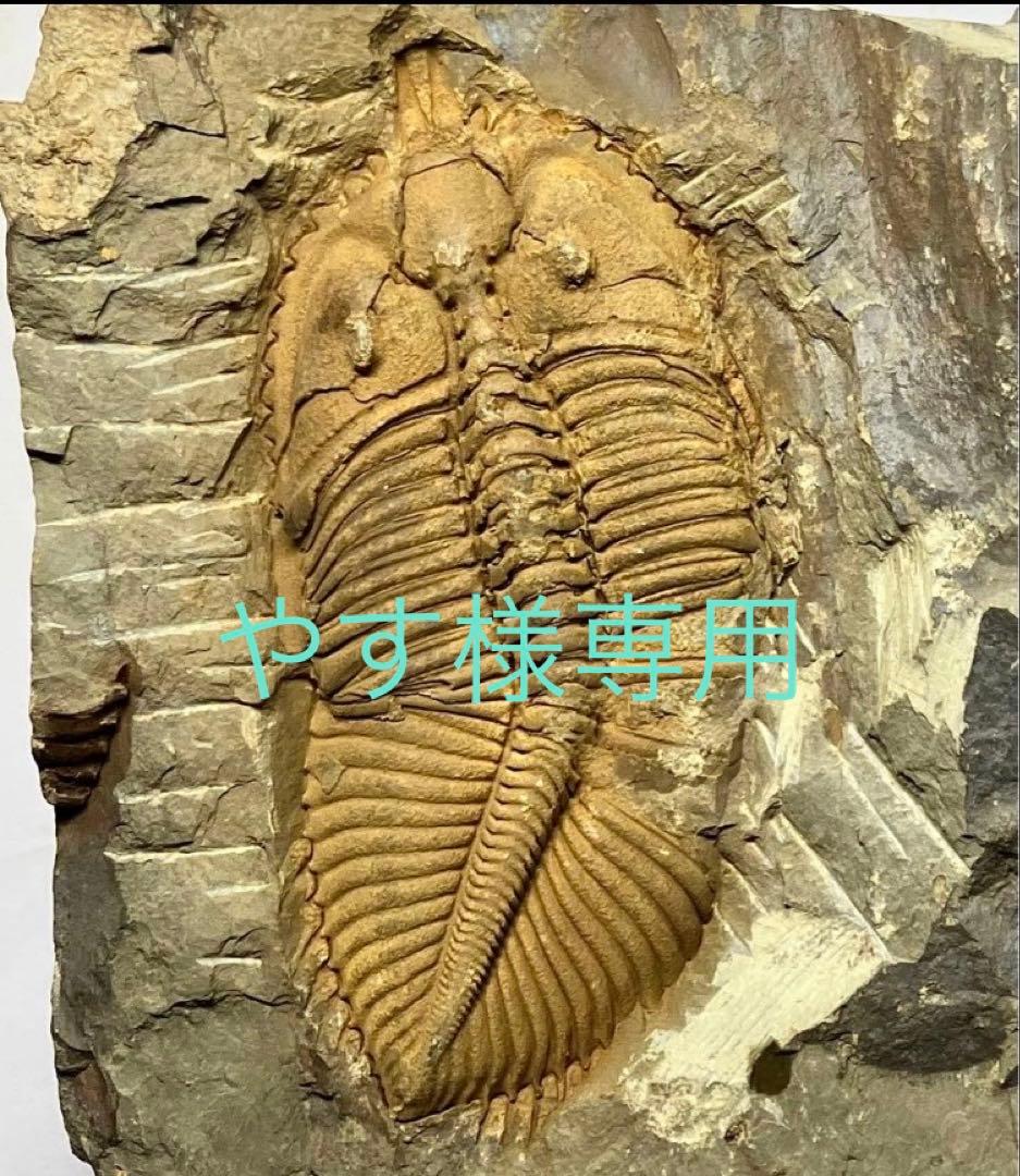 三葉虫　化石　Coronocephalus thumbnail2.webp