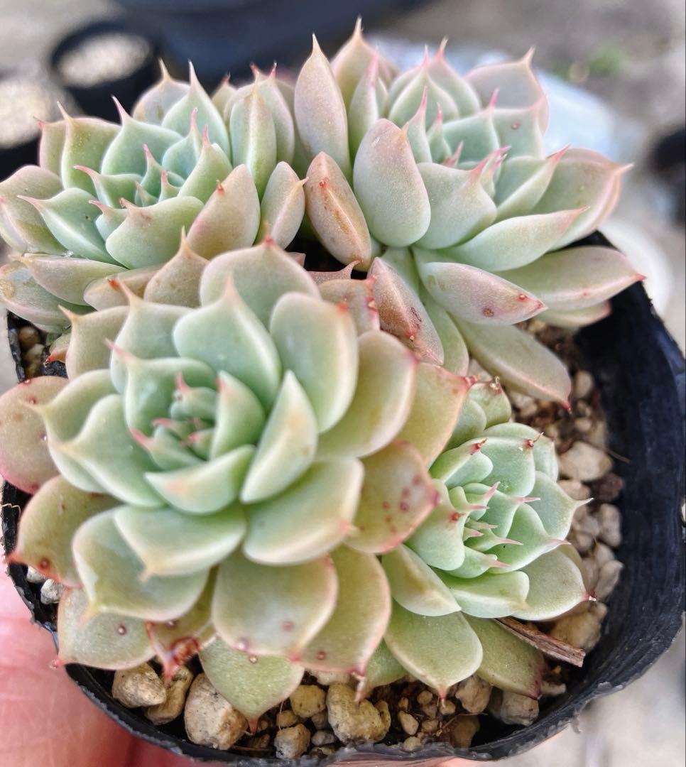 みかちゃん様おまとめです(*^^*)