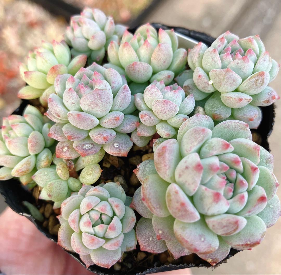 みかちゃん様おまとめです(*^^*)