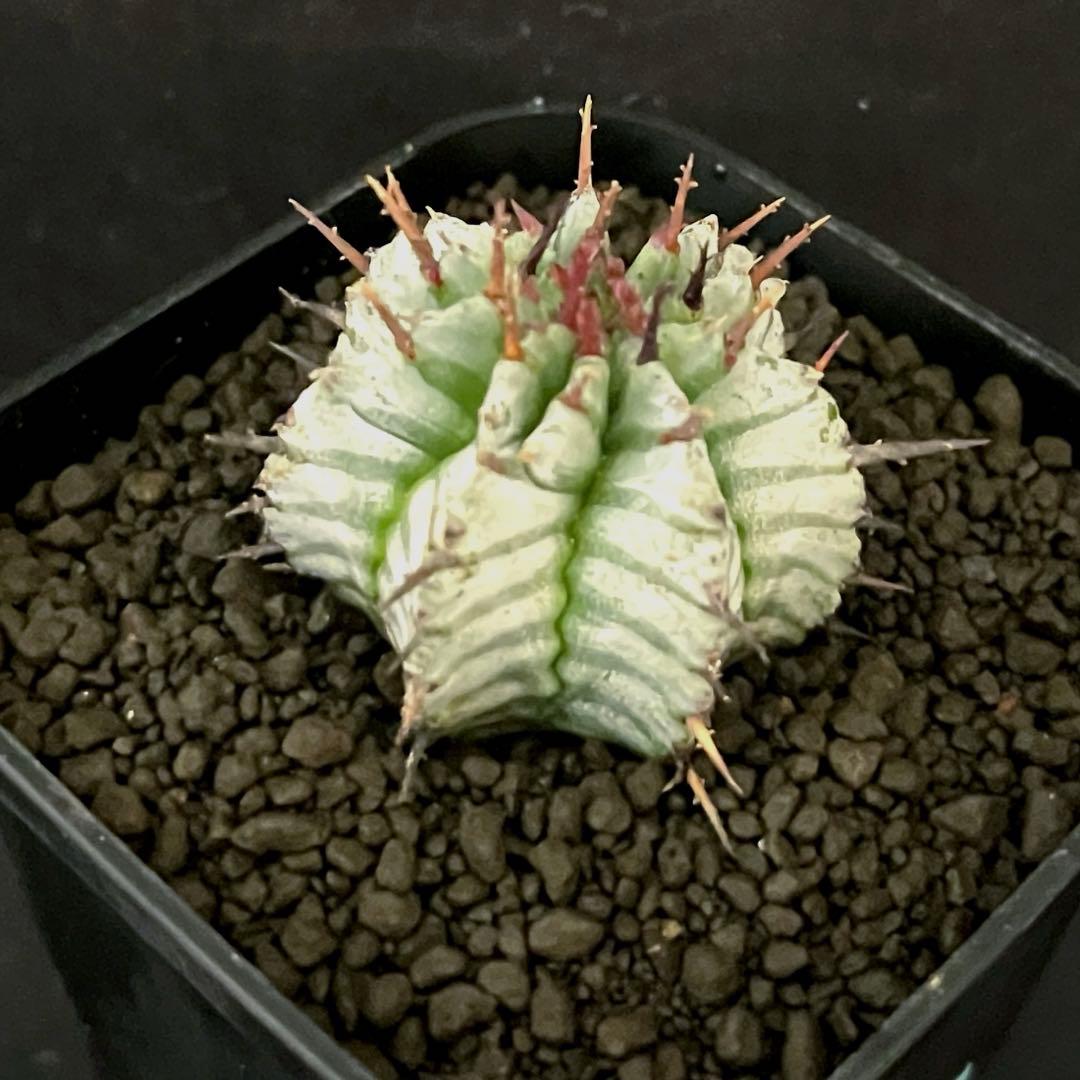 ユ*チ様 ユーフォルビアホリダ 関上No.2ゼブラホリダ×宇田ゼブラホリダ