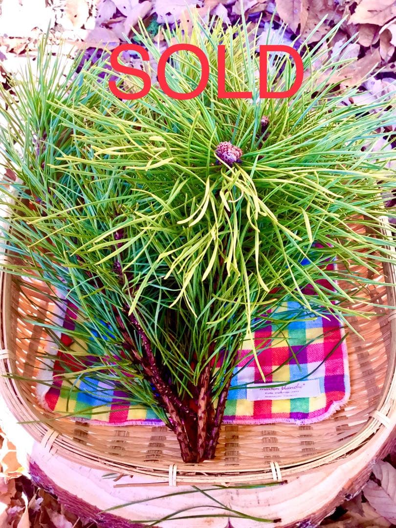 縁起物/希少種】三鈷松入浴剤/松風呂/新年のお祝いに縁起の