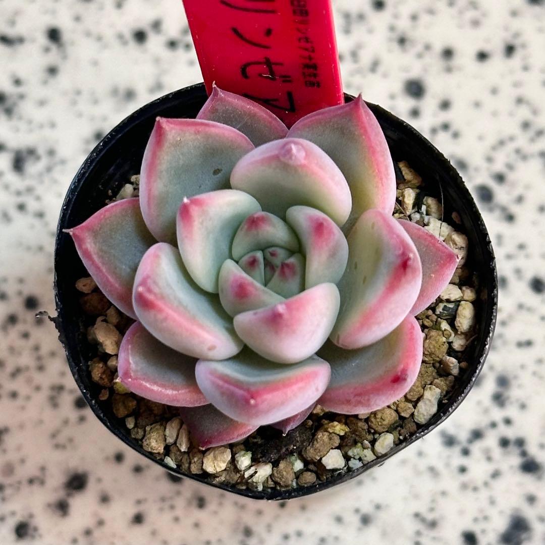 多肉植物 臼田リンゼアナ 実生苗 ポットごと発送いたします！ - メルカリ