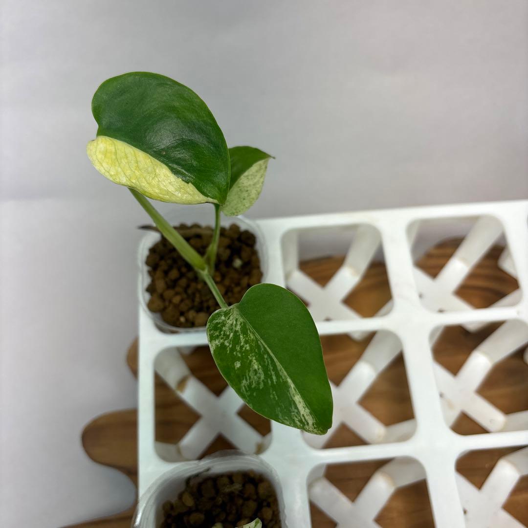 ペ*シ様 5株セットms10【特別選抜】ホワイトモンスター／天津蘭