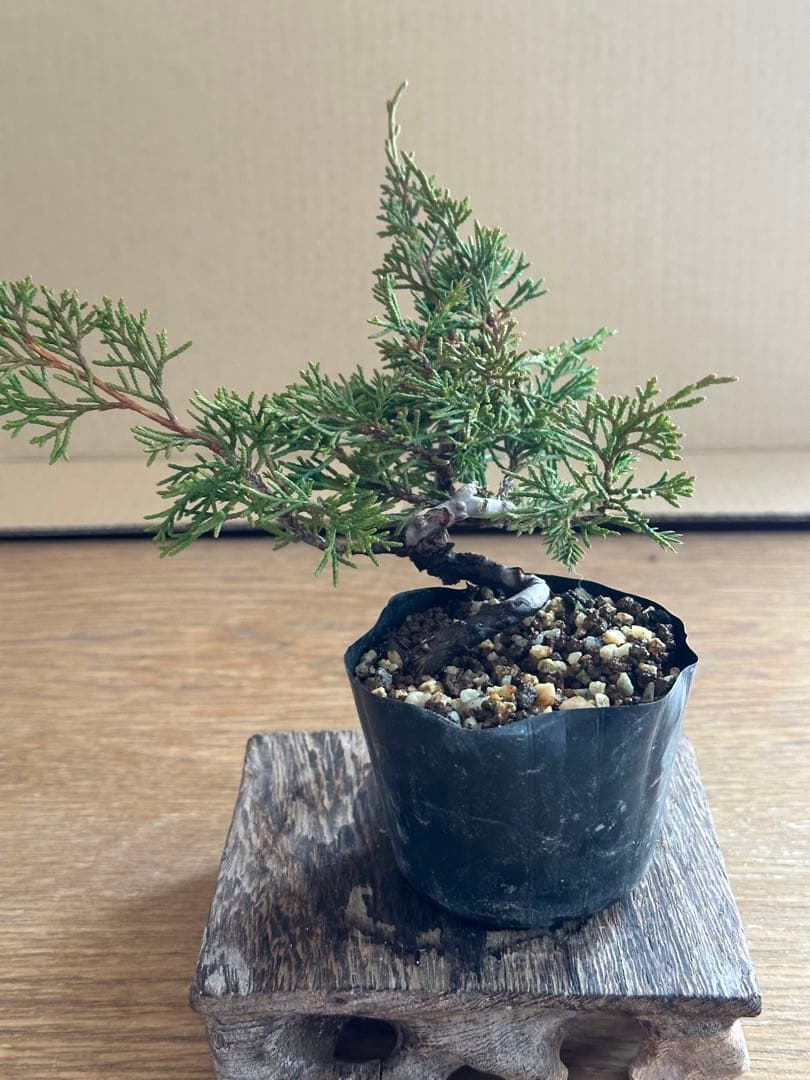 盆栽素材 糸魚川真柏3本まとめ売り - メルカリ
