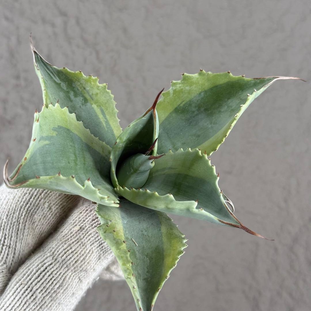 が*ー様 【アガベ オバティフォリア“オルカ”】地植え/-18℃まで/極上　L2