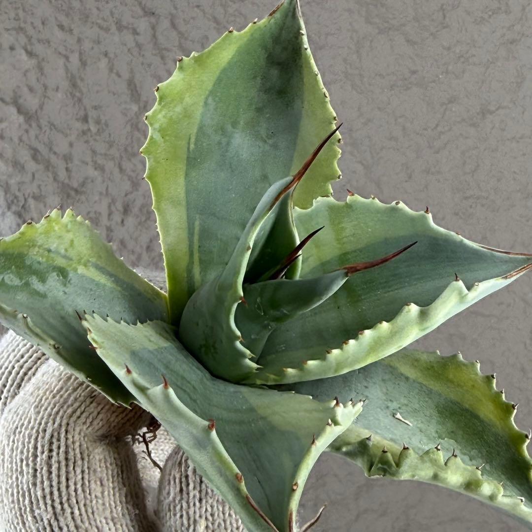 が*ー様 【アガベ オバティフォリア“オルカ”】地植え/-18℃まで/極上　L2