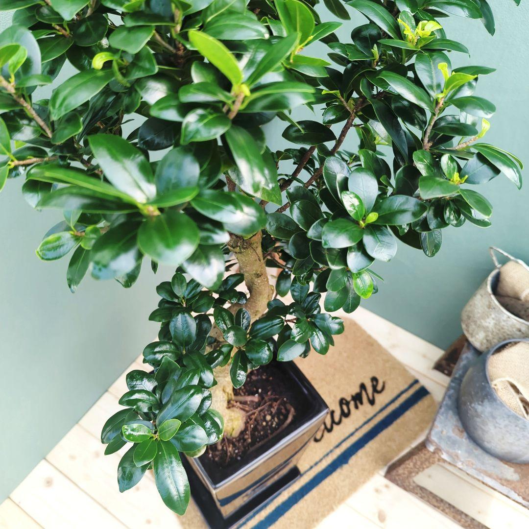 ブラック 【陶器】現品 曲がりガジュマル 昇り龍 繁栄 長寿 ギフト