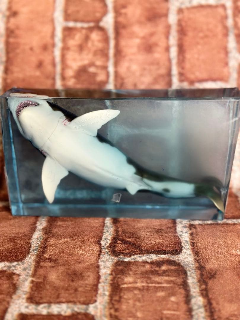 サメ 鮫 jaws ジョーズ レジン リアル 映画 洋画 - メルカリ