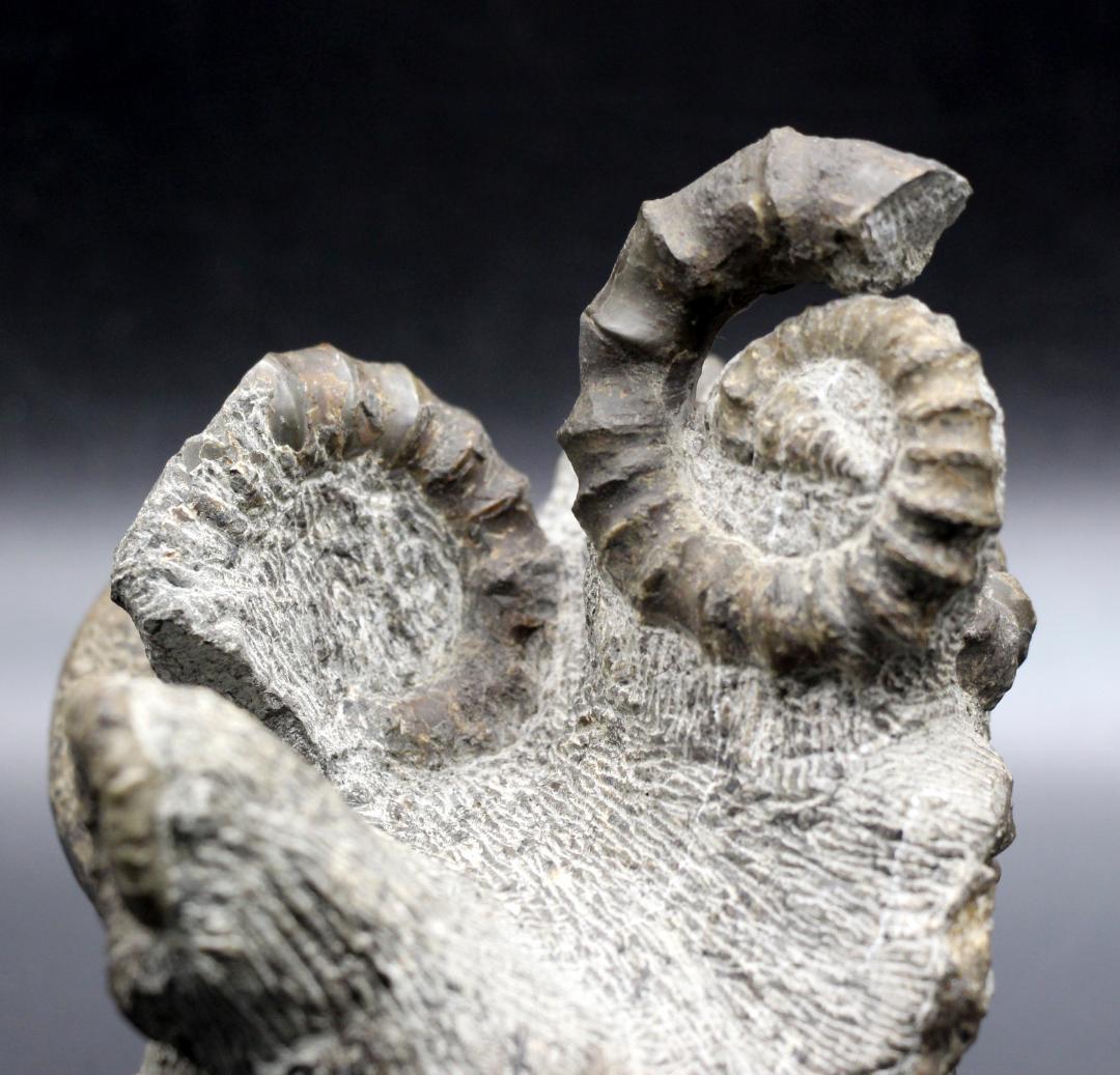 限定値下げ中】博物館級 異常巻 アンモナイト 7化石密集 アイノセラス