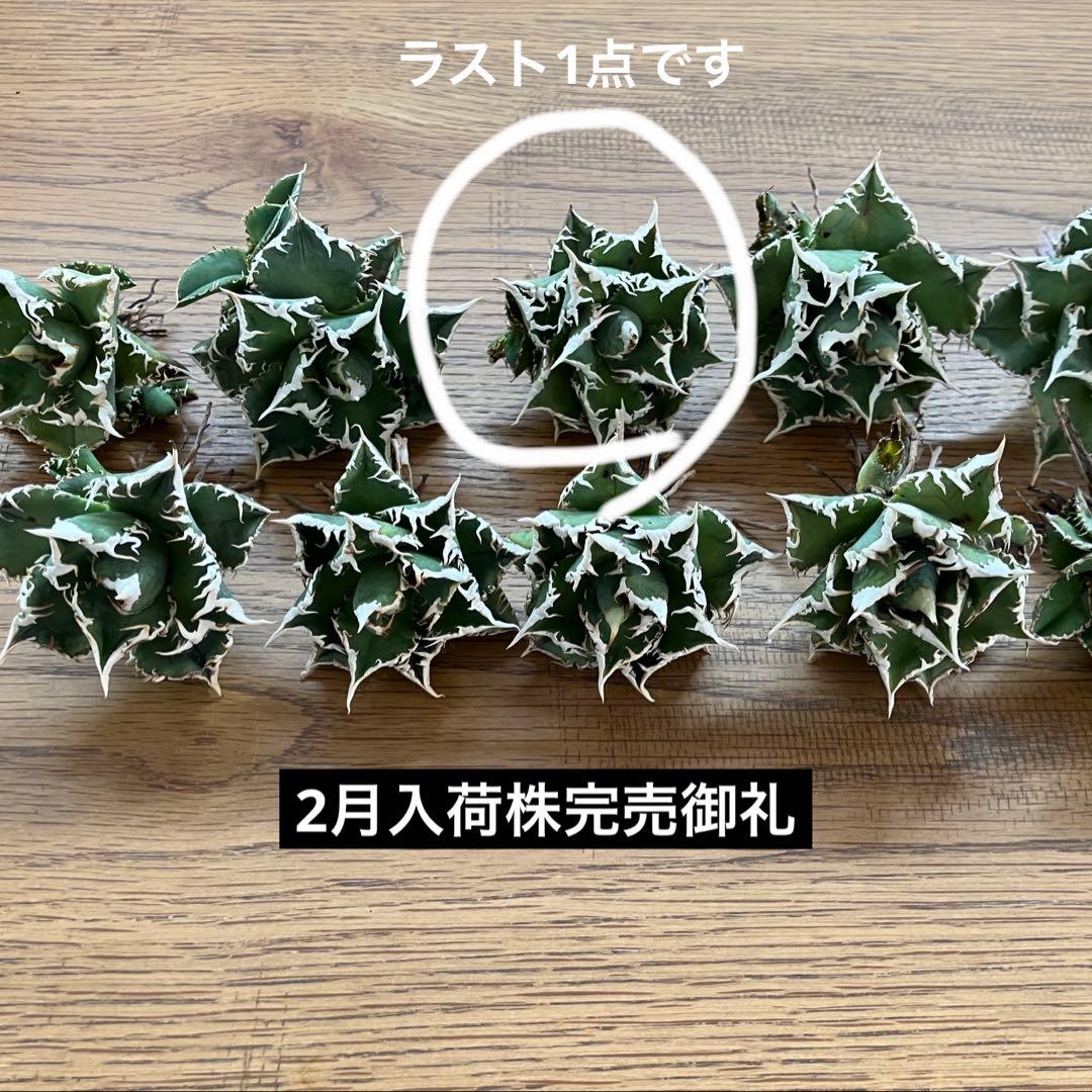 オークション】13 ラスト1株 優秀 アガべ 白豪刺 白豪棘 TC 訳あり