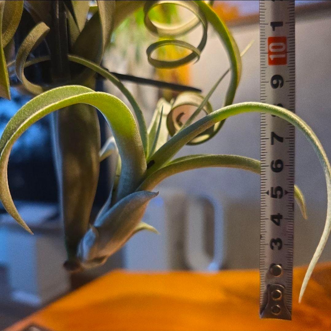 珍品！親株はヴィヴィパラ 希少 チランジア エアープランツ【カーリー