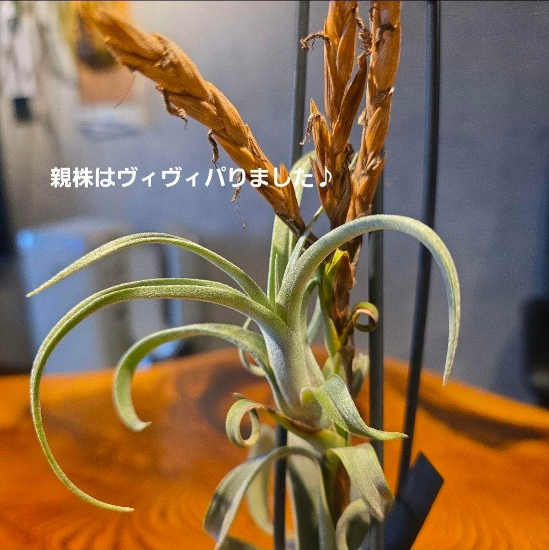 珍品！親株はヴィヴィパラ 希少 チランジア エアープランツ【カーリー