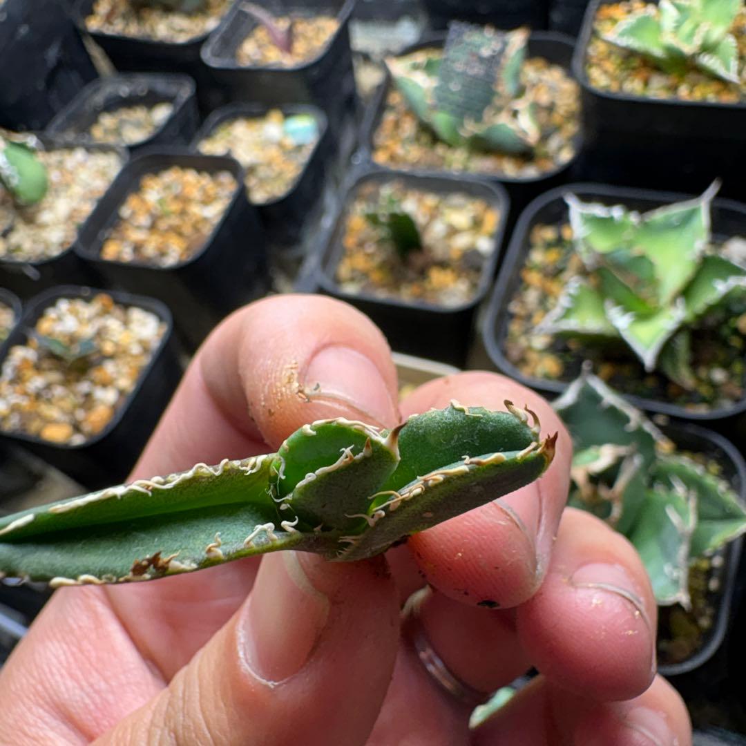 K*U様 アガベ 大白鯊 oc子株 - メルカリ