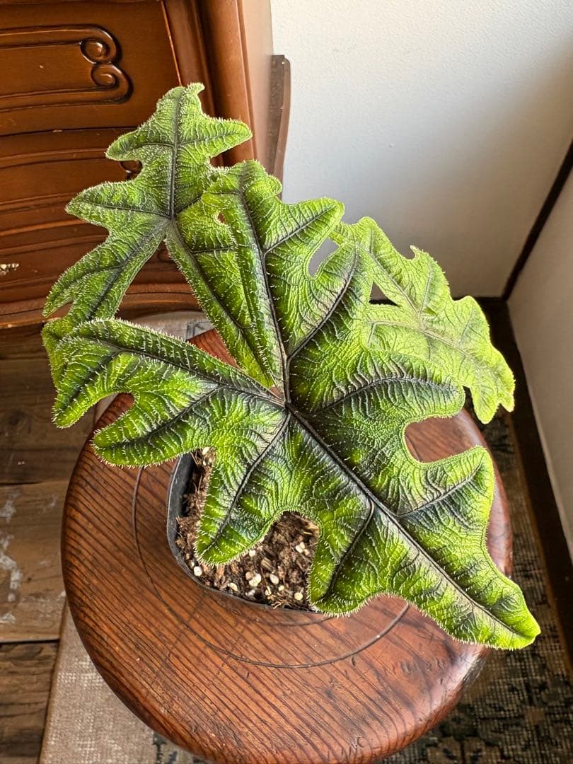 Grace【コメ無/即購入/無言OK】様 3点 おまとめ