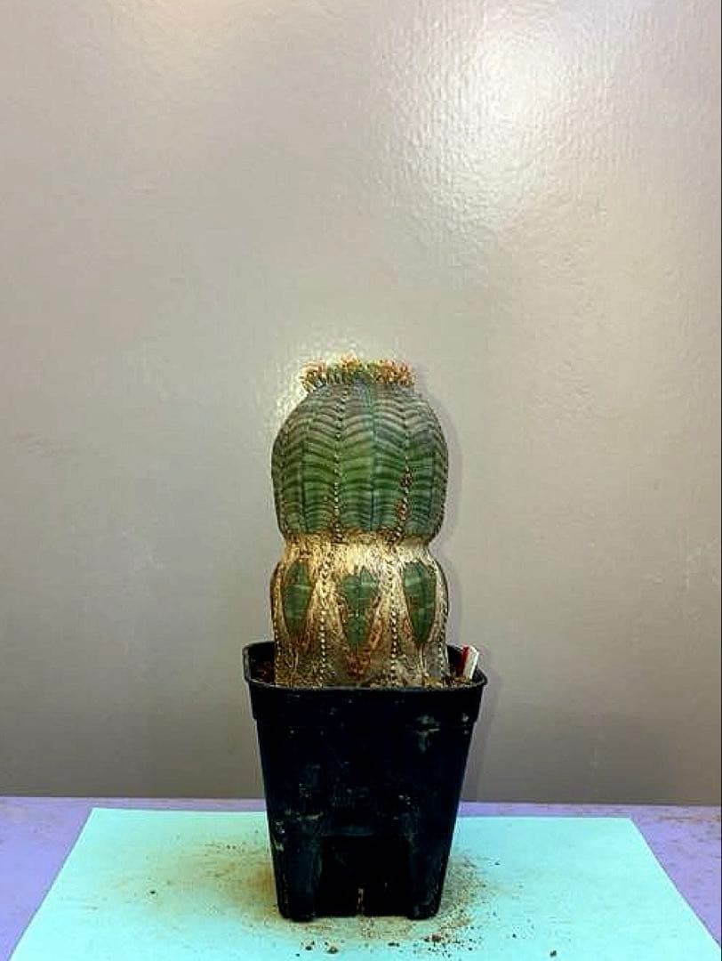 《2.5号WR》ユーフォルビア　オールドオベサ　雌株