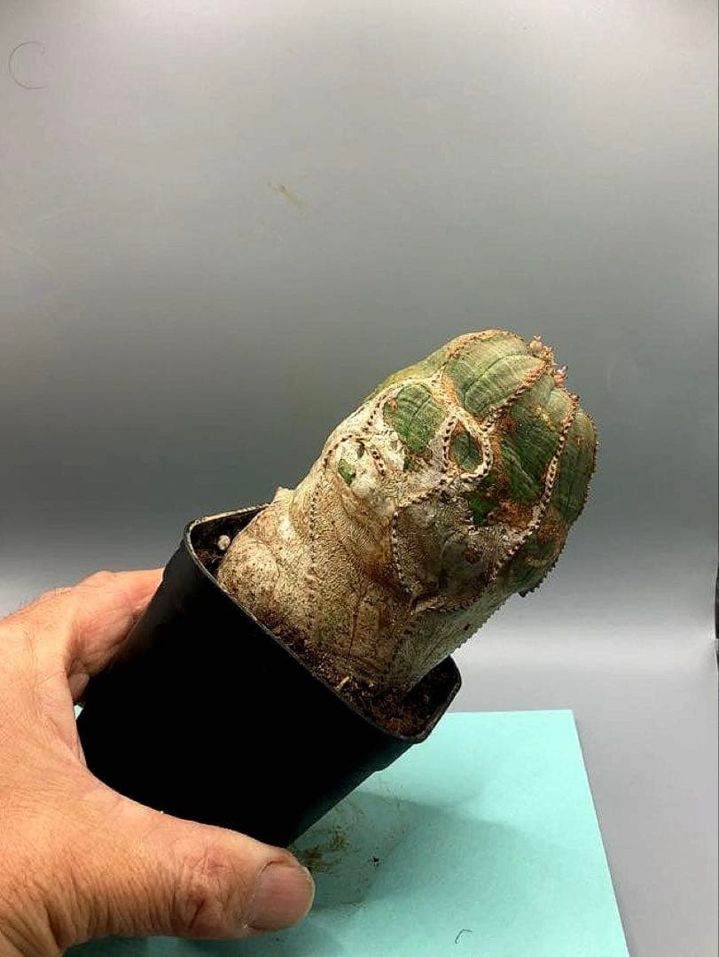 《3号R》ユーフォルビア　オールド　オベサ　雌株