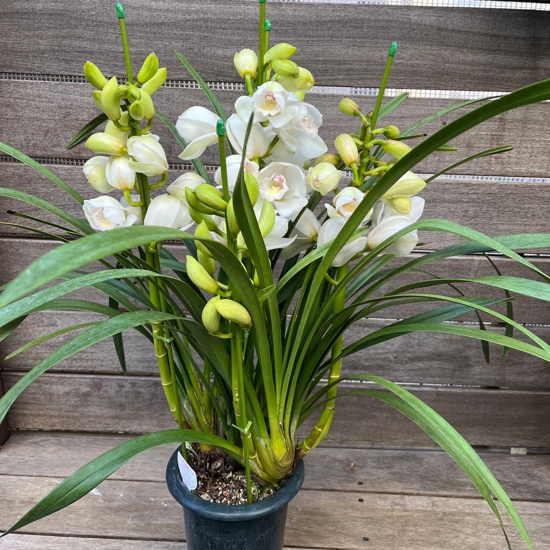 まさまる様専用 シンビジューム シンビジウム ザツーバージンズ