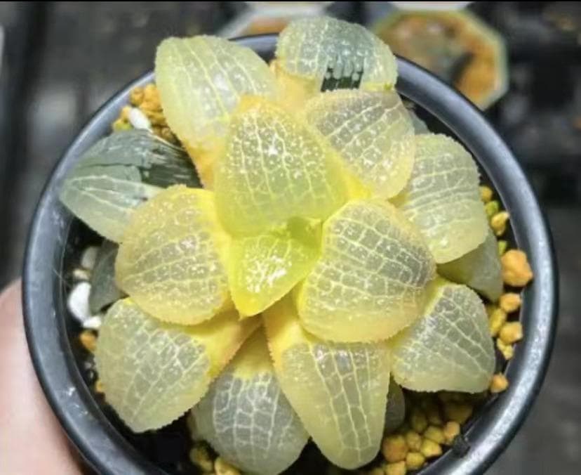 多肉植物 ハオルチア 天空の境錦 鮮明錦 極上株 超美品 14株セット