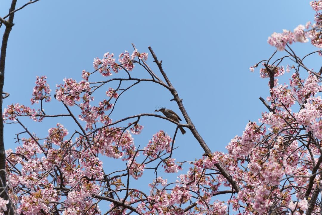 新品同様！超望遠ズーム！TAMRON 70-300mm F4.5-6.3