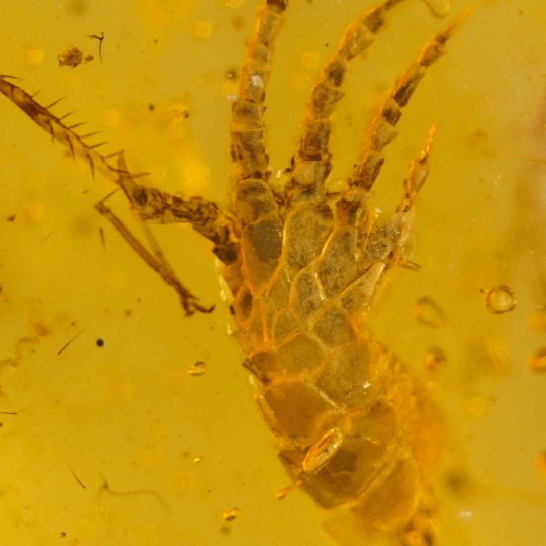 レア極上品 手TT0064虫入り琥珀化石ミャンマーカムティかタナイ9900万