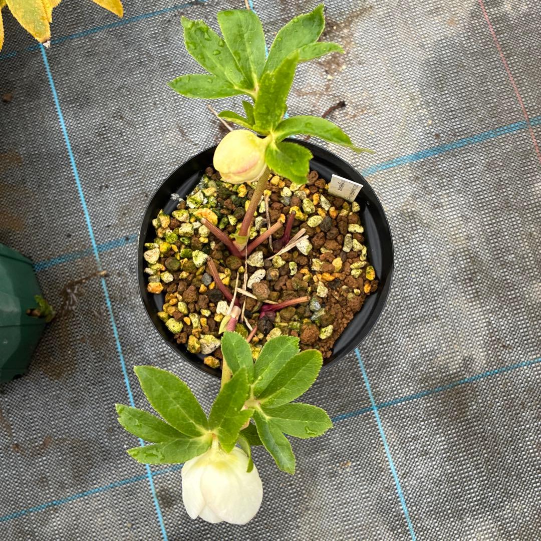 フラメンコママさん専用　2点