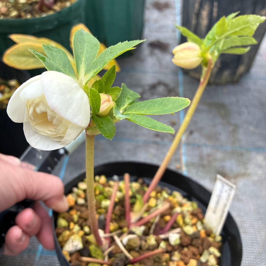 フラメンコママさん専用　2点