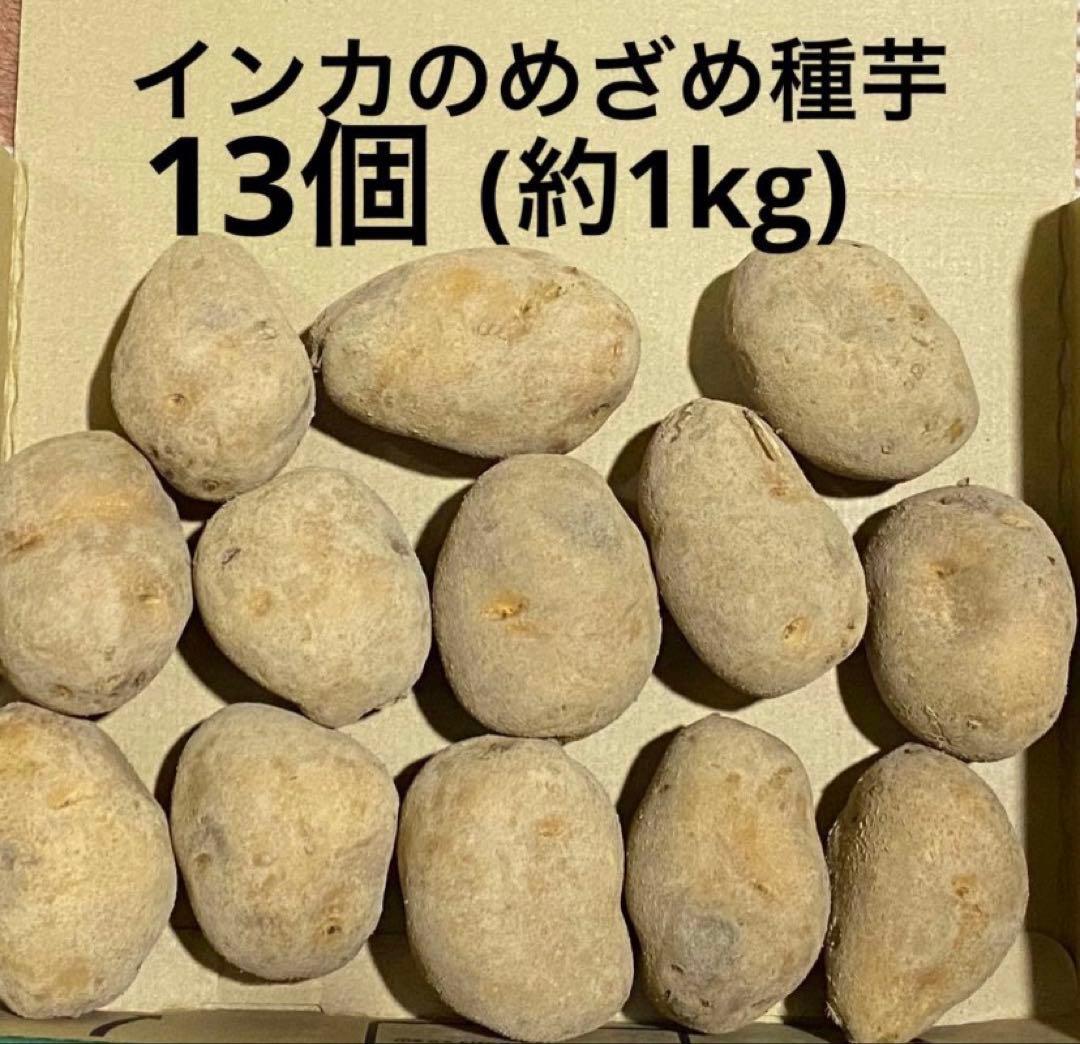 インカのめざめ 13個約 1kg 種芋 ジャガイモ 家庭菜園などに50〜70g