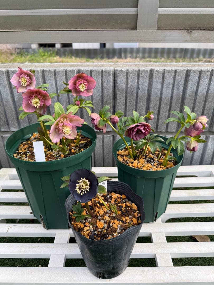 ☆*ラ様 加藤農園さん クリスマスローズ 3株セット - メルカリ