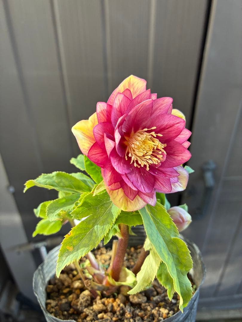 アオサ♡DDレッドゴールド白抜け　整形花