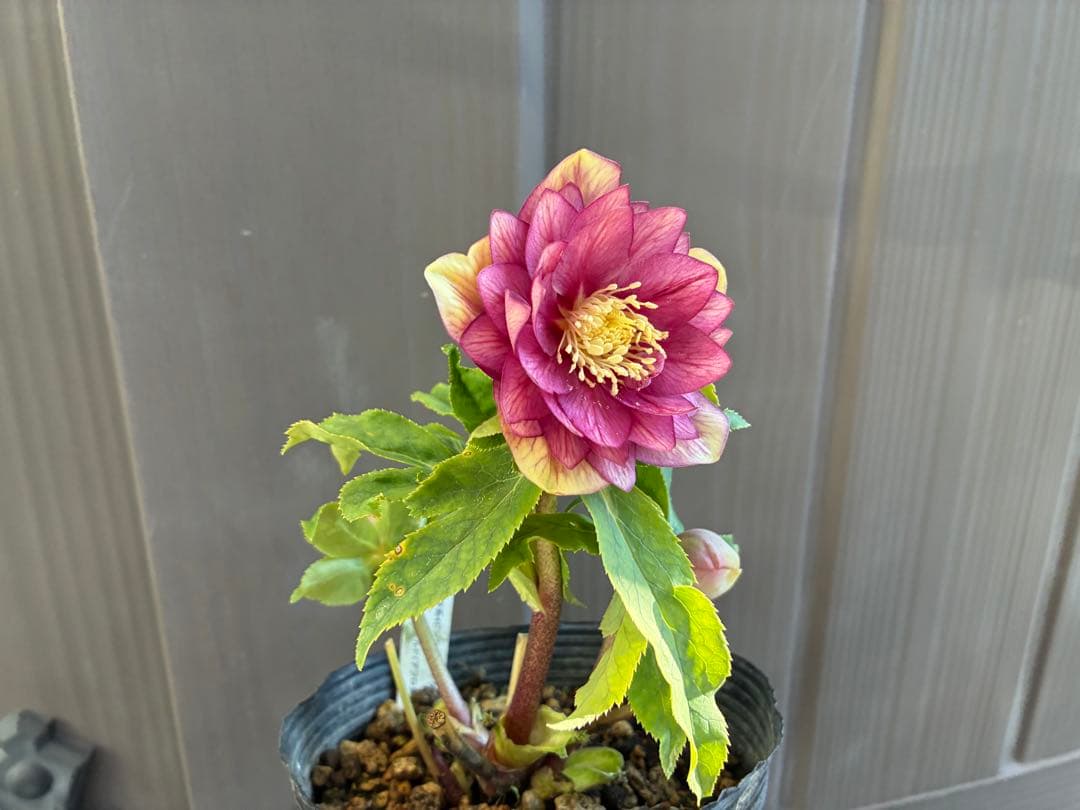 アオサ♡DDレッドゴールド白抜け　整形花