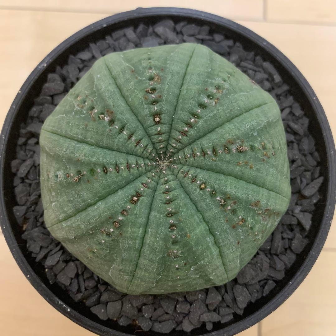 シンメトリカ 仔吹きタイプではない 7.5cm 3.5寸 超扁平お饅頭型