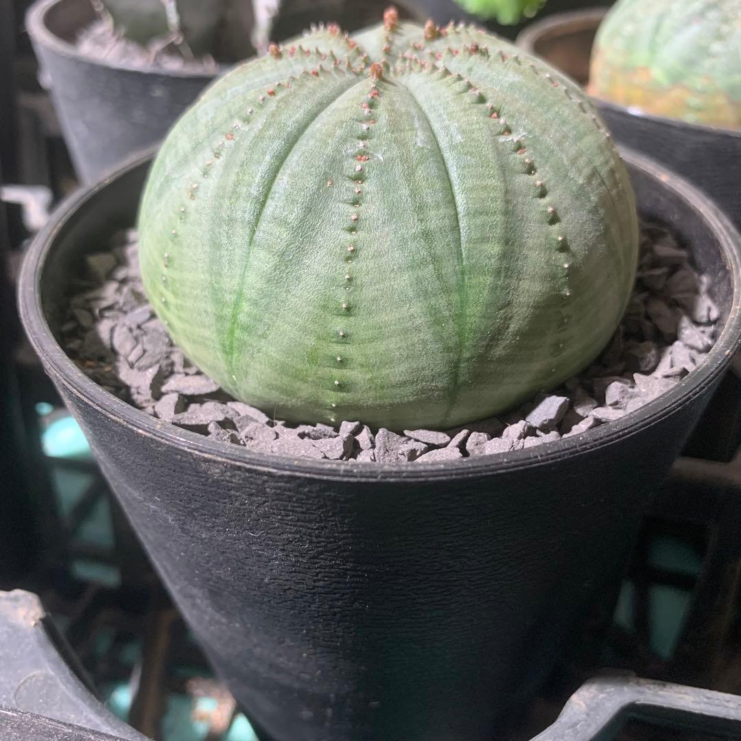 シンメトリカ 仔吹きタイプではない 7.5cm 3.5寸 超扁平お饅頭型