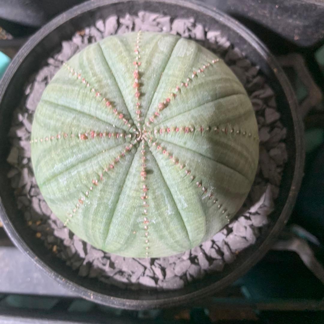 シンメトリカ 仔吹きタイプではない 7.5cm 3.5寸 超扁平お饅頭型