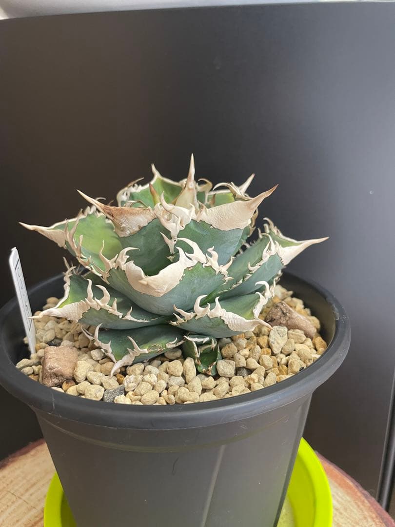 TAKENOKO SHOP様専用 アガベチタノタホオジロザメCJスペシャル ⑤