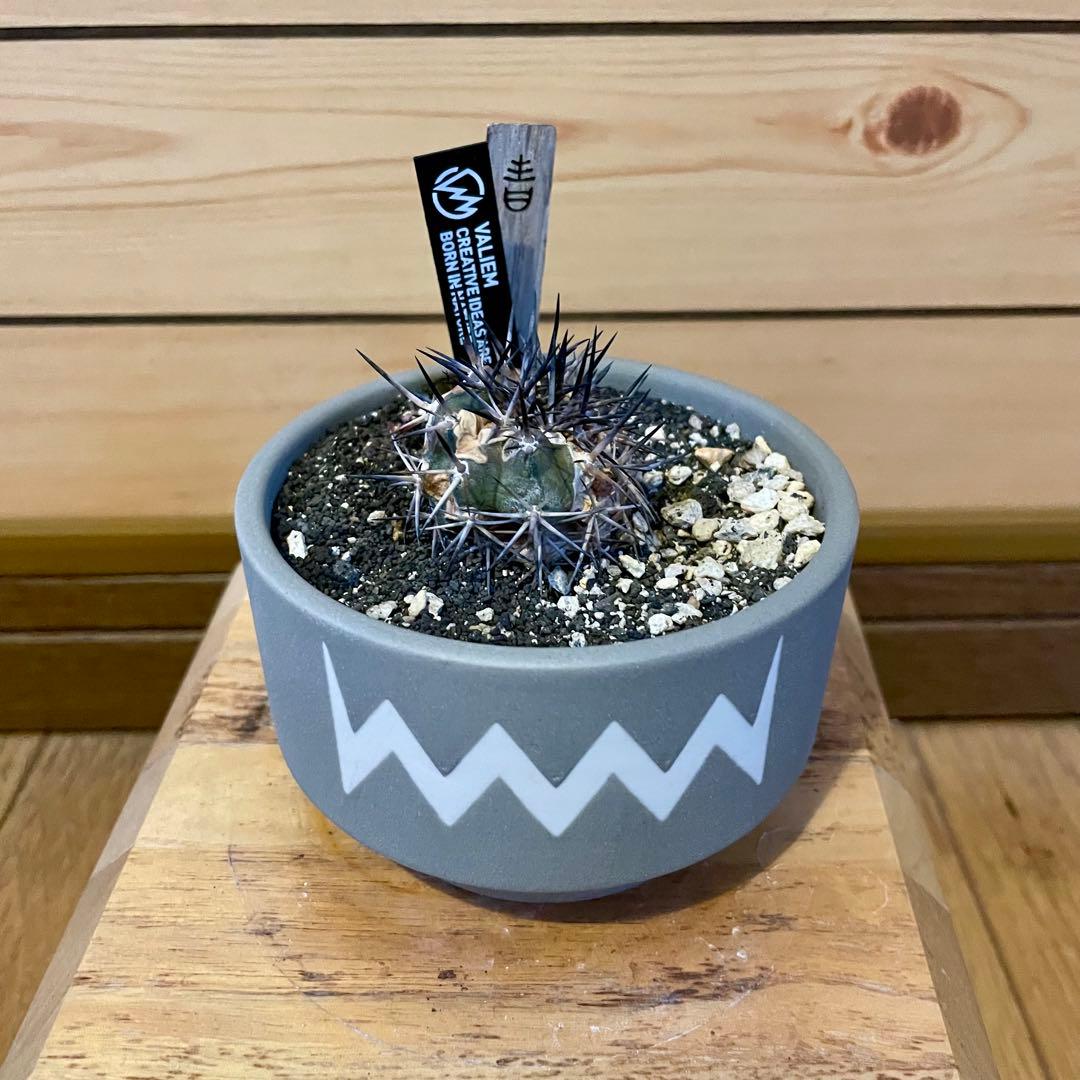 VALIEM 青坊主 コラボ鉢 ブロックLOW 黒王丸付き - メルカリ