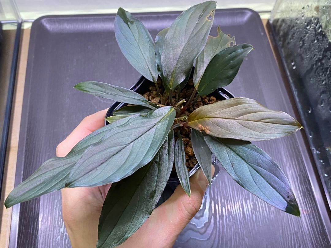 ホマロメナ / Homalomena sp. “濡烏” ネームド株 3株あり