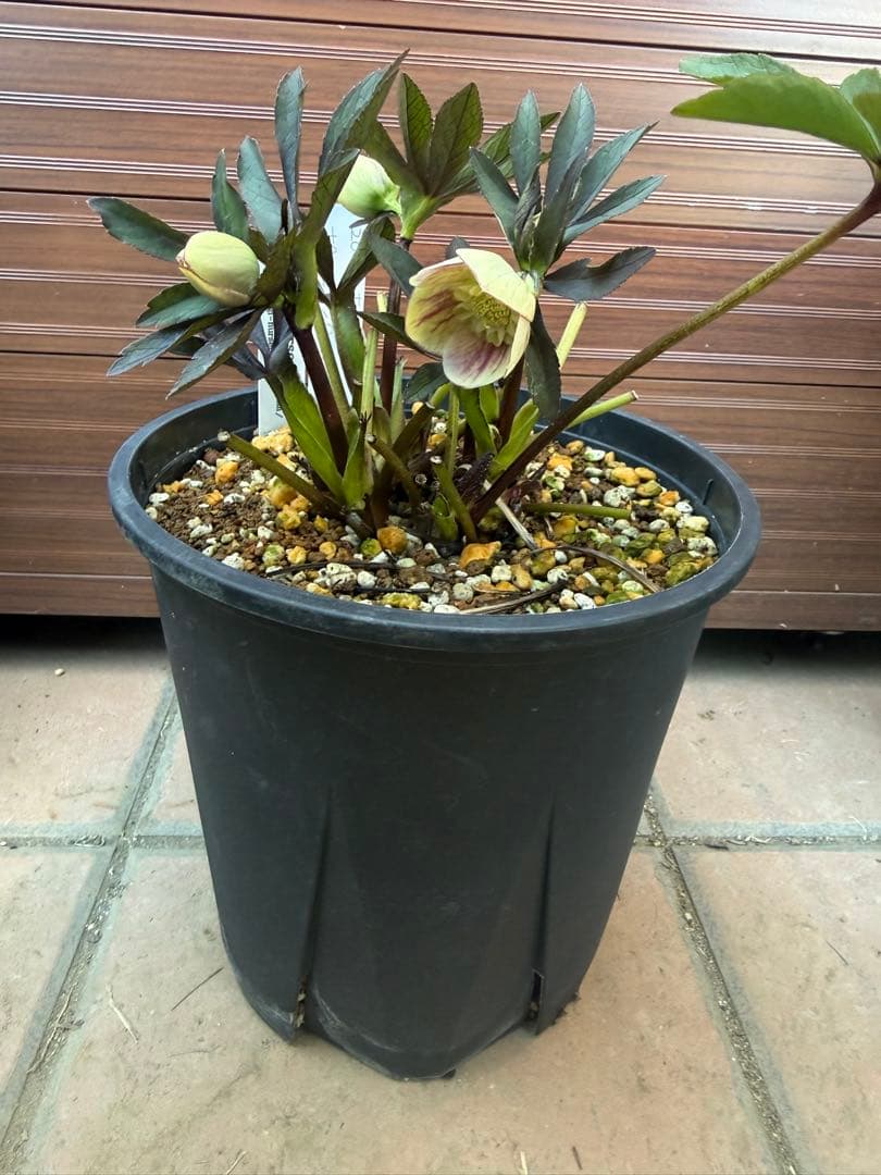 も*読様 【未株分】大木ナーセリー ポーセリン