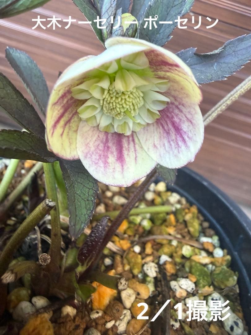 も*読様 【未株分】大木ナーセリー ポーセリン