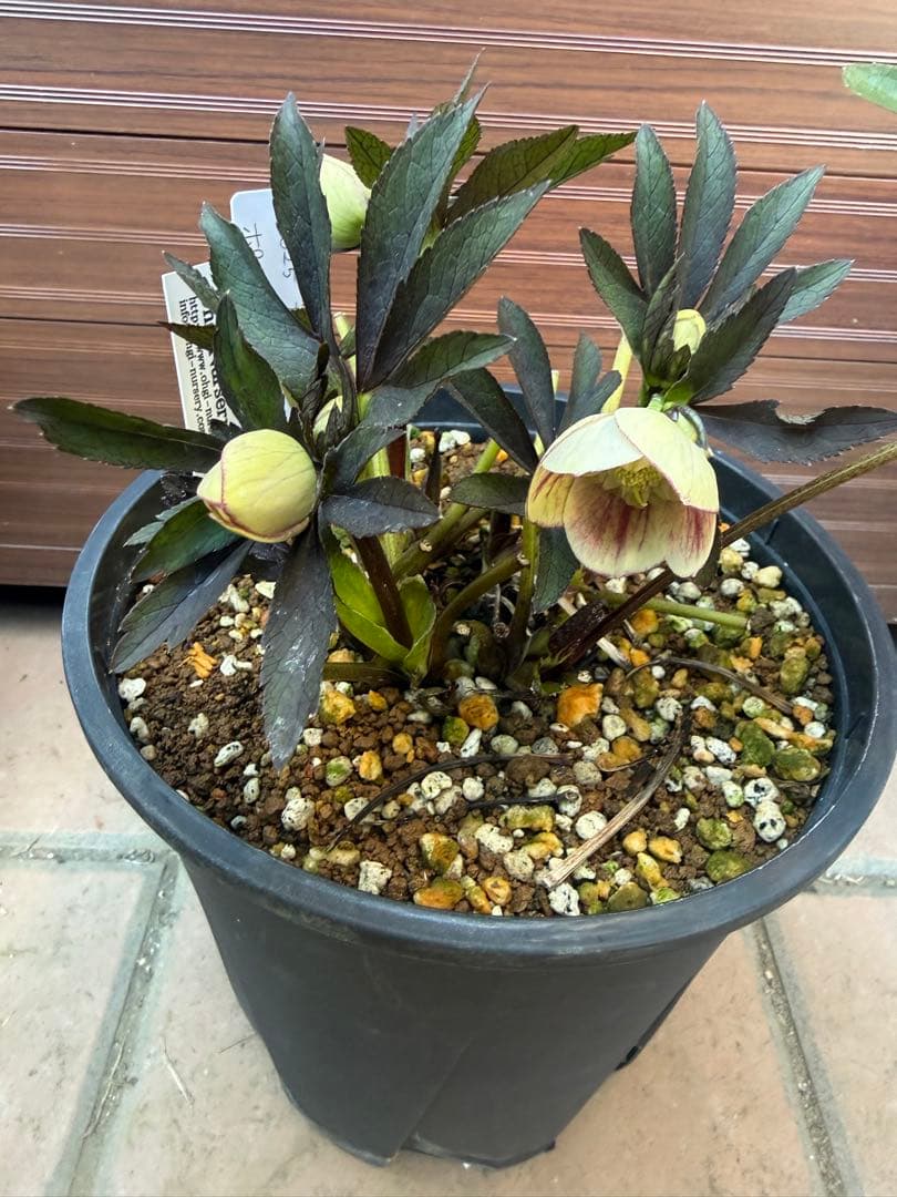 も*読様 【未株分】大木ナーセリー ポーセリン