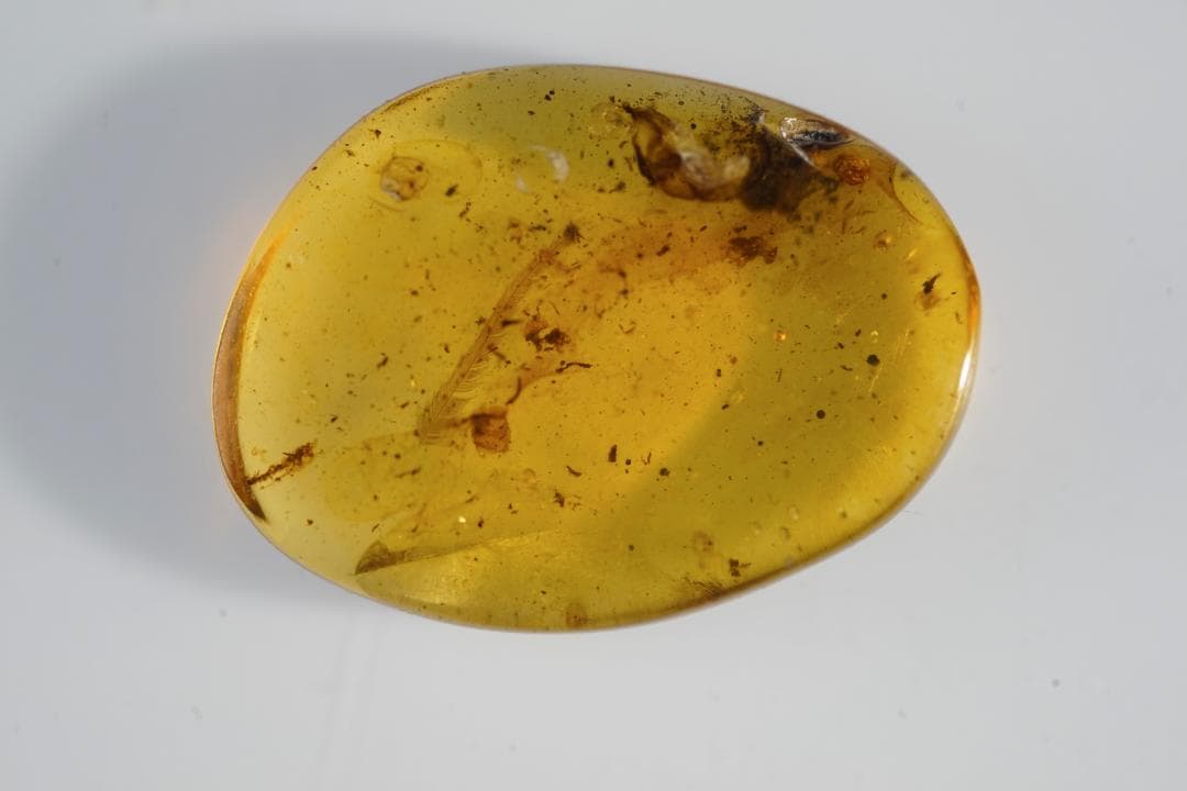 レア極上品羽根TT0091虫入り琥珀化石ミャンマーカムティかタナイ9900万