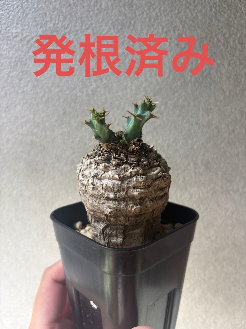 ユーフォルビア クラビゲラ 現地株 発根済み コンパクト良型 - メルカリ