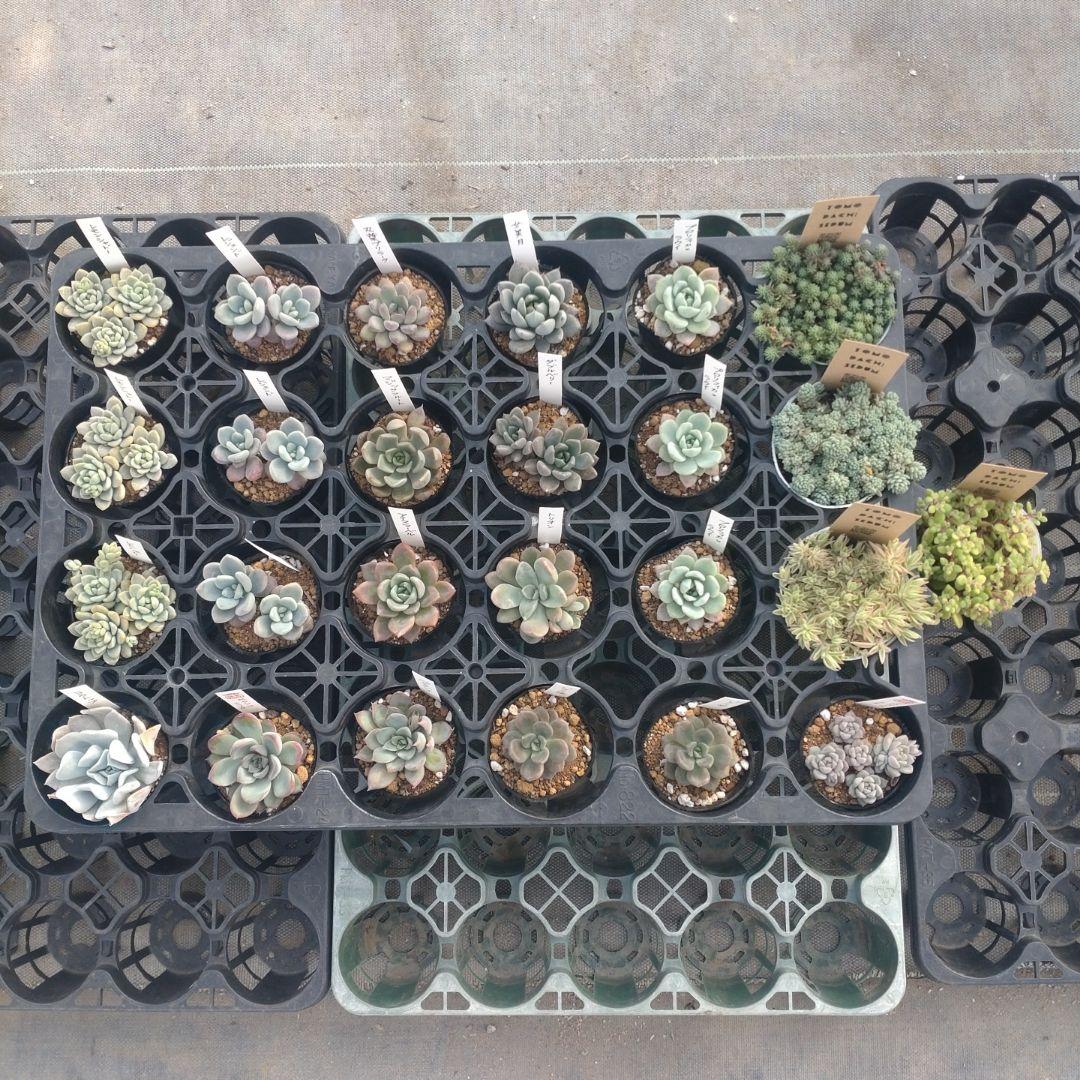 kiraさん専用 17cm Adventure Anime Figure #16 #25 Killer Queen Second Kira