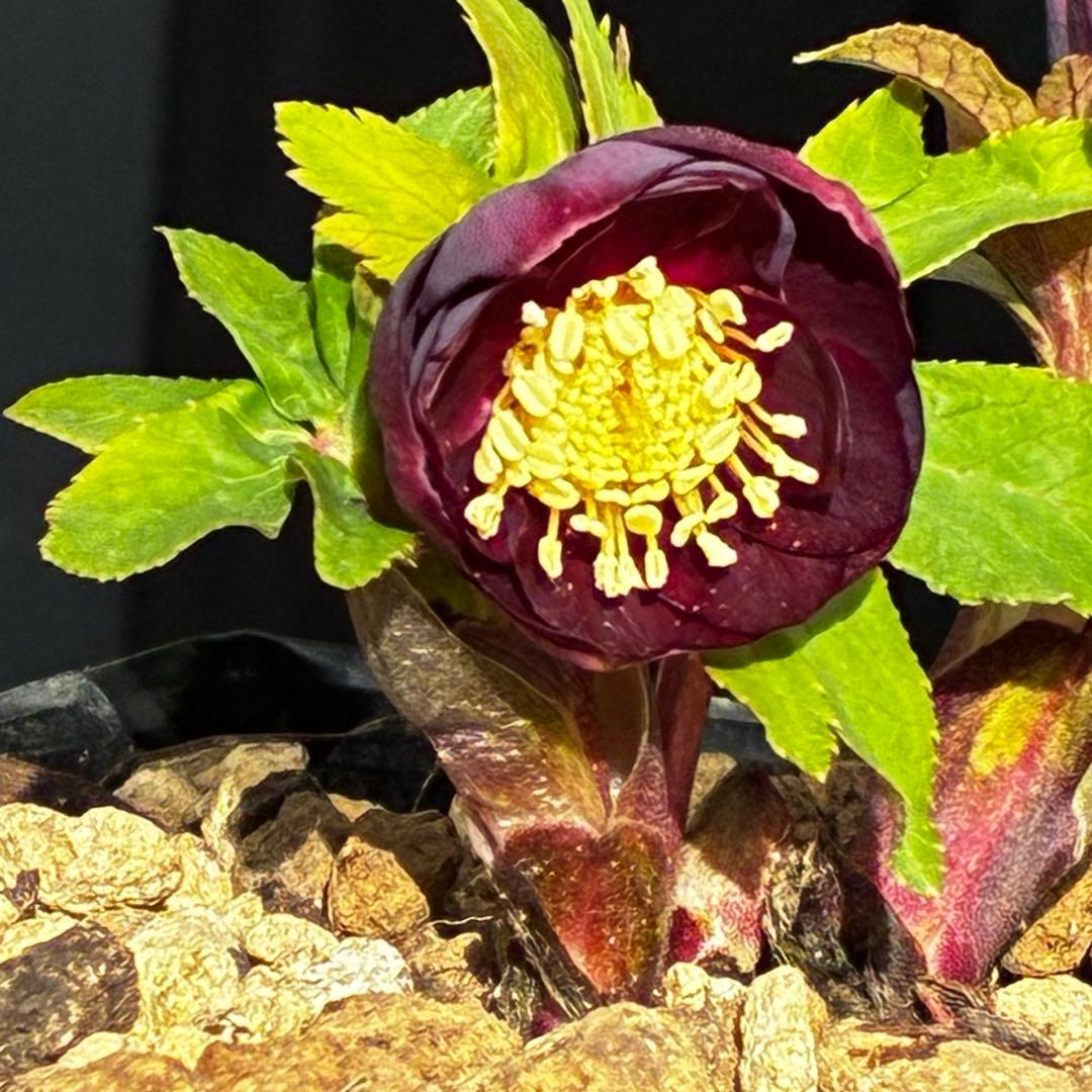 ラ*ク様 3498☘️蕾花付き☘️極上☘️⭐️コロコロ小輪⭐️紅赤オーレア⭐️コ