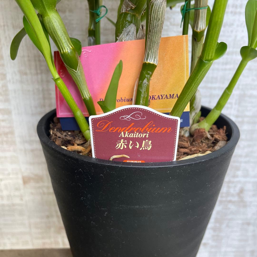 タイムセール！3鉢価格！デンドロビウム 苗 苗木 昴 赤い鳥 洋ラン 蘭