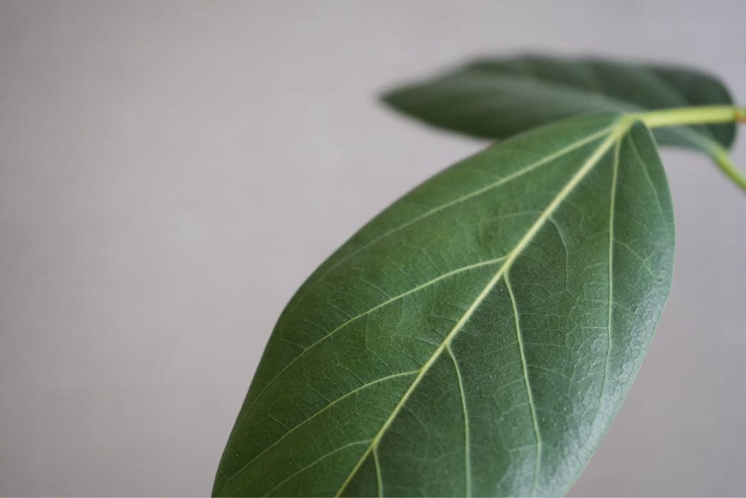 SONY ズームレンズ FE 28-70mm F3.5-5.6 OSS