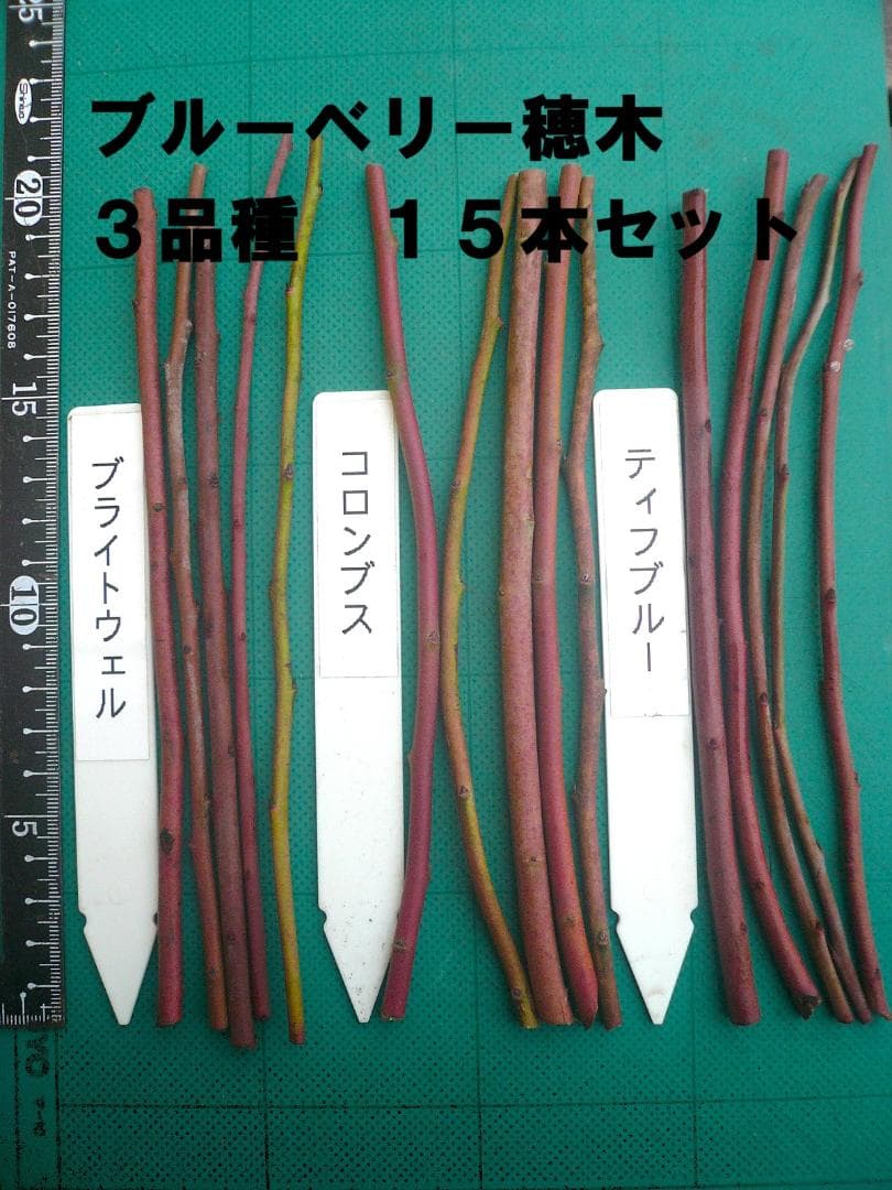 ブルーベリー穂木 3品種 15本セット ラビットアイ系 - メルカリ