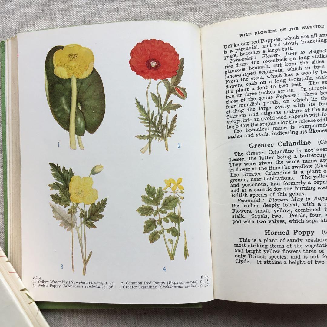 植物図鑑 古書 アンティーク洋書 Wild Flowers ボタニカル - メルカリ